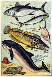 Tafel 3: Thunfisch, Hering, Centric-Schnabel, Alter See, Schweinswal, Wittling, Ziegel. Gravur in "Syllabary alphabet of sea and freshwater fish"