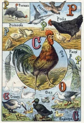 Tafel 3: Perlhühner, Tauben, Küken, Henne, Hahn, Pfau, Schwäne, Gänse, Enten. Stich in „Abc-Buch der Haustiere und Tiere des Bauernhofs“. Serie A. Pellerin et Cie, Drucker und Verleger, Épinal, spätes 19. Jahrhundert. Chromolithografien. Maße: 19,5