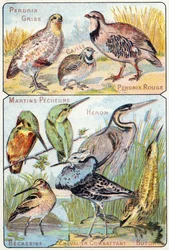 Tafel 3 oben: Graue Rebhuhn, Wachtel, Rote Rebhuhn. Unten: Eisvögel, Reiher, Bekassine, Kämpfender Ritter, Butor. Gravur in "Syllabary alphabet of birds and reptiles". Serie A. Pellerin et Cie, Drucker-Verleger, Epinal, Ende des 19. Jahrhunderts. Chromolit