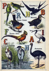Tafel 4: Sittiche, Schwalbe, Rotkehlchen, Buche, Goldfasan, Heiliger Ibis, Storch, Strauß, Graureiher. Gravur in "Syllabary alphabet of birds"