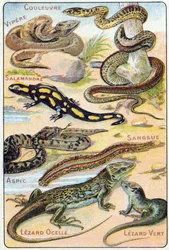 Tafel 4: Schlange, Viper, Salamander, Aspik, Blutegel, Ocellierter Eidechse, Grüner Eidechse. Gravur in "Syllabary alphabet of birds and reptiles". Serie A. Pellerin et Cie, Drucker-Verleger, Epinal, Ende des 19. Jahrhunderts. Chromolithographien.