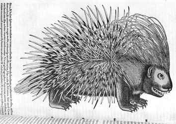 Stachelschwein, aus 