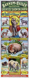 Plakat zur Werbung für die Sammlung seltener Wildtiere für den Barnum und Bailey Zirkus