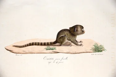 Zwergseidenäffchen, aus Histoire Naturelle des Mammifères, mit Originalfiguren, von Étienne Geoffroy Saint-Hilaire & Frédéric Cuvier, 1824-42