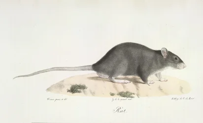 Ratte, aus Histoire Naturelle des Mammifères