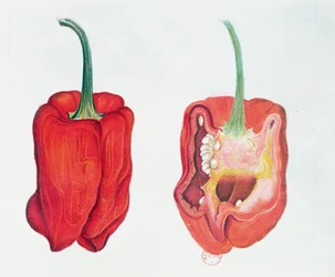 Roter Pfeffer, botanische Tafel (Aquarell auf Papier)