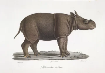 Java-Nashorn, aus Histoire Naturelle des Mammifères