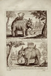 Königliche Elefanten, aus Voyage du Siam des Peres Jesuites von Guy Tachard, 1688