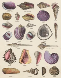 Muscheln