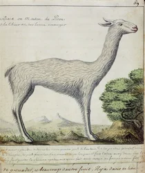 Schafe von Peru (Lama oder Alpaka)