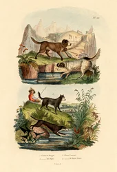 Hütehund