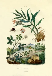 Glänzender Spinnenkäfer, 1833-39