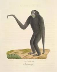 Siamang, aus Histoire Naturelle des Mammifères (Farblithographie)