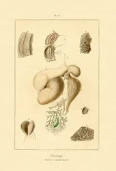 Magen