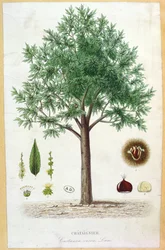 Edelkastanie
