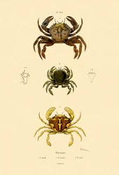 Schwimmkrabben