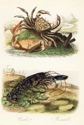 Tasmanischer Riesenkrebs, Pseudocarcinus gigas, und Europäischer Hummer, Homarus gammarus