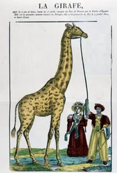 Die Giraffe - Bild von Epinal