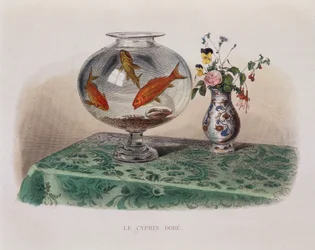 Die Goldfische (Goldfische in ihrem Glas) - in „Lacepede“