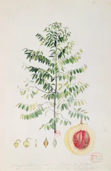 Der Muskatnussbaum, Blüte und Frucht