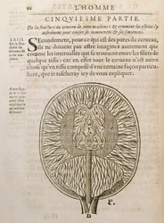 Die Struktur des Gehirns, aus De Homine Figuris von Rene Descartes (1596-1650) veröffentlicht in Den Haag, 1662
