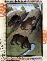 Der Bär - aus „The Hunting Book of Gaston Phoebus, Count of Foix, Lord of Béarn“