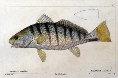 Die Koriden-Umbrine nach „Histoire naturelle des poissons“ von Cuvier, Valenciennes, Paris