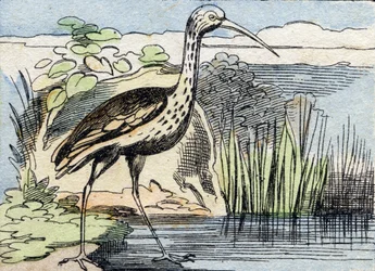 Der Brachvogel. Gravur in "Buffon Alphabet des Oiseaux n 2"