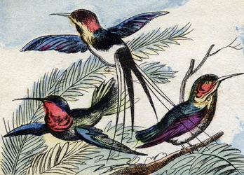 Der Kolibri. Gravur in "Buffon Alphabet des Oiseaux n 2"