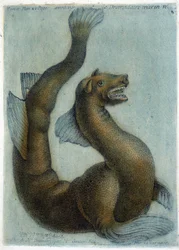 Das Meereskamel. Illustration von M. Toussaint (1756) in „Periodische Beobachtungen über Physik, Naturgeschichte und Kunst“