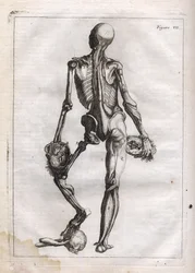 Diese Figur kann die Neugierde derjenigen befriedigen, die den entblößten Körper bis auf die Knochen sehen wollen - Gravur in „Abstrakte Anatomie, angepasst an die Künste der Malerei und Bildhauerei“