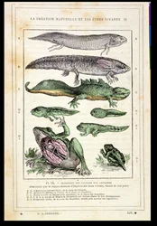 Übergang von Fischen zu Amphibien, aus einem Buch von Dr. Rengade, ca. 1880