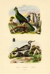 Turako