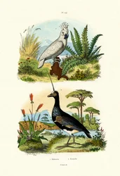 Weißhaubenkakadu, 1833-39