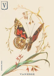 Vanesse (Vanessa cardui oder Distelfalter)