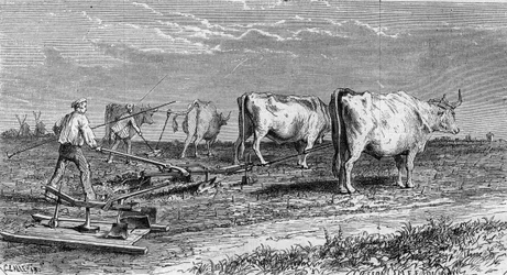 Weinbau im Médoc: Pflügen der Weinberge mit einem von Ochsen gezogenen Pflug. Gravur in 