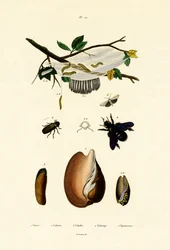 Volutenschnecke