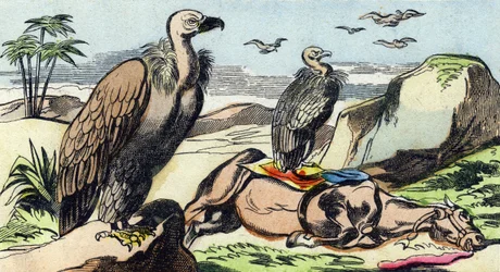 Geier. Gravur in "Buffon Alphabet des Oiseaux n 1"