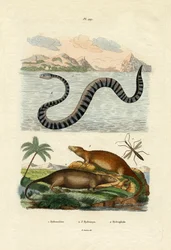 Wasserratte