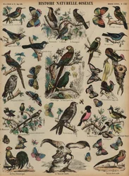 Wildvögel (Farbstich)