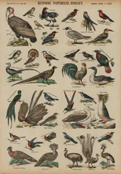 Wildvögel