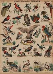 Wildvögel