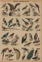 Wilde Vögel