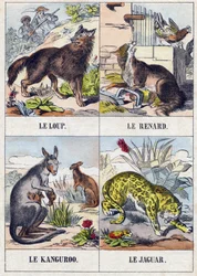 Wolf; Fuchs; Känguru; Jaguar. Gravur in "Buffon Alphabet des Animaux"