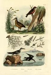 Waldschnepfe, 1833-39