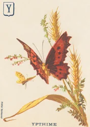 Y: Ypthime (Apatura ilia oder Kleiner Schillerfalter)