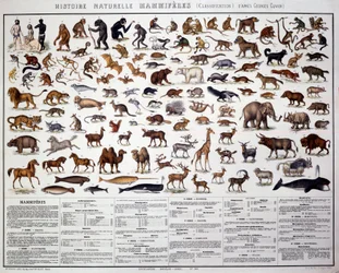 Zoologie: Klassifikation der Säugetiere nach dem französischen Biologen Georges Cuvier (1769-1832). Tafel der Naturgeschichte