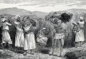 Ernte von gewöhnlichem Smilax oder Sarsaparille oder rauem Winden in Peru (Gravur) 1888