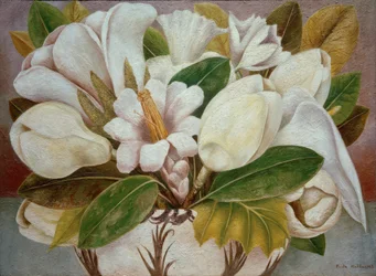 Magnolie