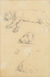 Hundestudien: Waldmann und Ami